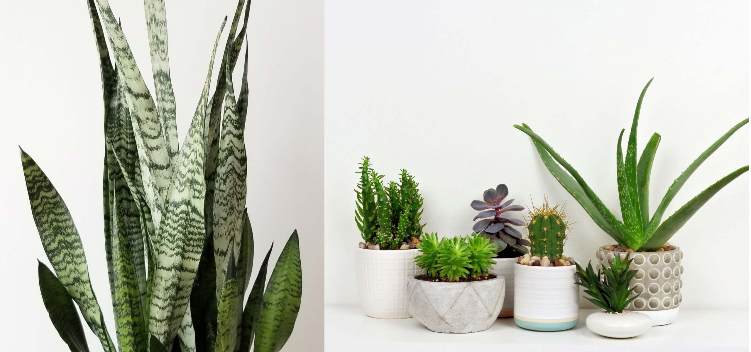 3- کاربرد و استفاده - گیاهان آپارتمانی - indoor plants - office plants - تجهیزات دکوراسیون - استفاده از گیاهان آپارتمانی - کاربرد گیاهان آپارتمانی