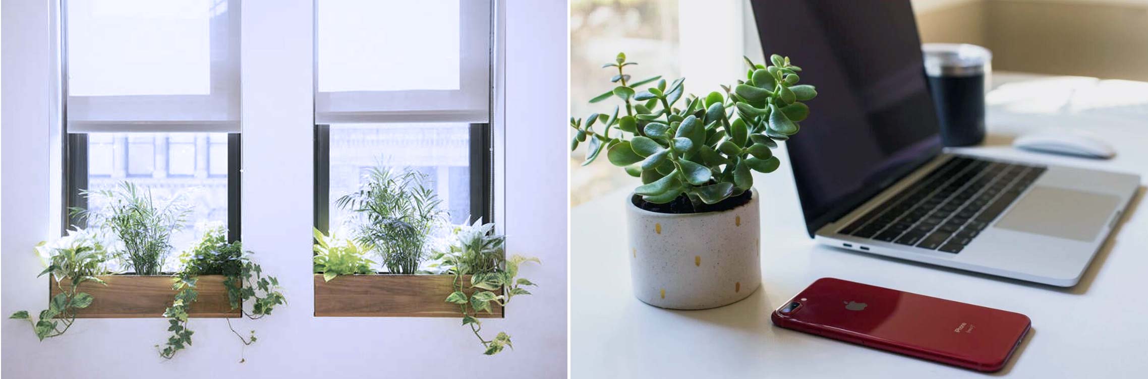 2- کاربرد و استفاده - گیاهان آپارتمانی - indoor plants - office plants - تجهیزات دکوراسیون - استفاده از گیاهان آپارتمانی - کاربرد گیاهان آپارتمانی
