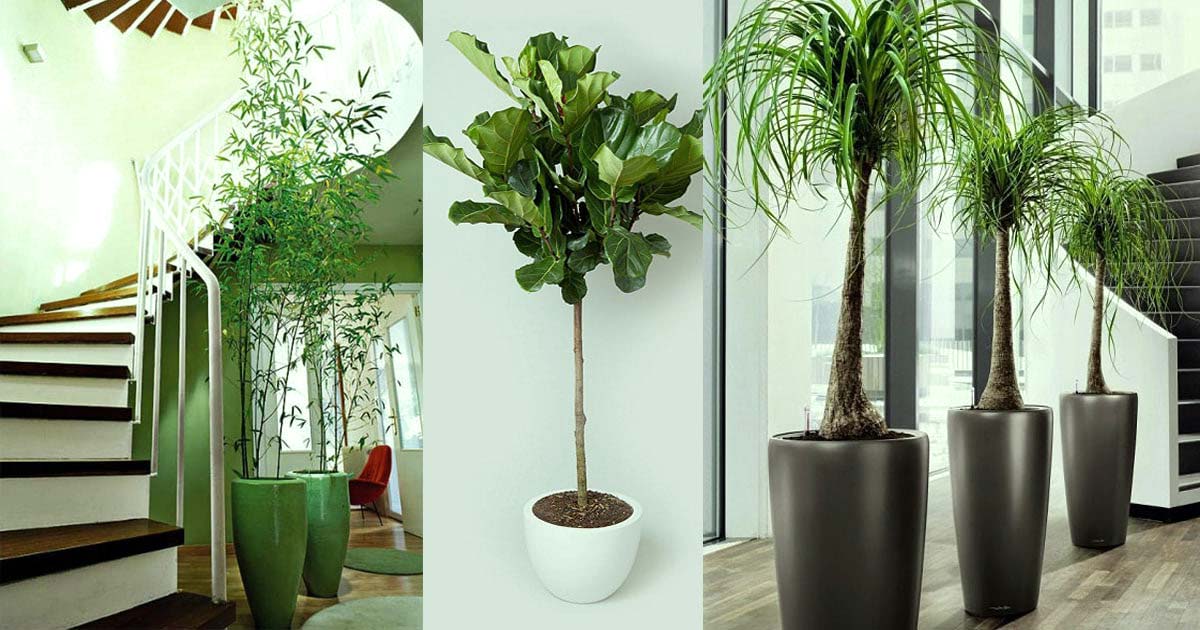 گیاهان آپارتمانی - indoor plants - office plants - استفاده از گیاهان آپارتمانی - کاربرد گیاهان آپارتمانی